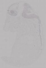 EMAGE:14952