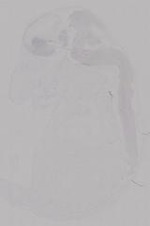 EMAGE:14952