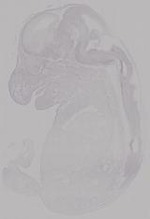 EMAGE:14952