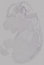 EMAGE:14952