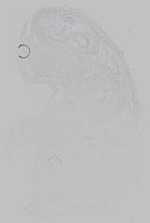 EMAGE:14953
