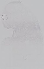 EMAGE:14953