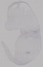 EMAGE:14953