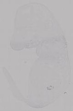 EMAGE:14953