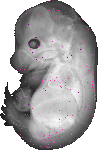 mouse atlas EMAGE spatial in situ gene expression database None