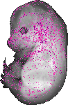 mouse atlas EMAGE spatial in situ gene expression database None