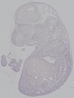 EMAGE:14970