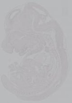 EMAGE:14970