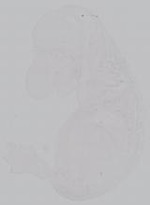 EMAGE:14976