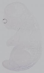 EMAGE:14978