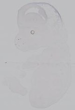 EMAGE:14987