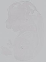 EMAGE:14988