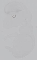 EMAGE:14996