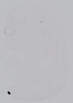 EMAGE:14997