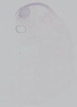EMAGE:15014