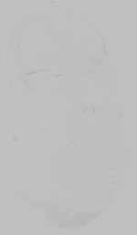 EMAGE:15016