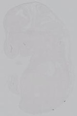 EMAGE:15018