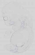 EMAGE:15033