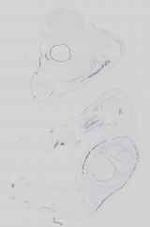 EMAGE:15033
