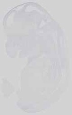 EMAGE:15038