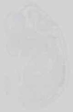 EMAGE:15038