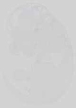EMAGE:15038