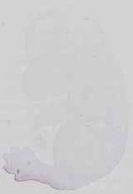 EMAGE:15039