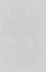 EMAGE:15041