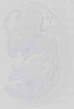 EMAGE:15049