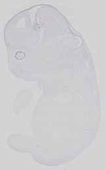 EMAGE:15058
