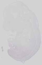 EMAGE:15058