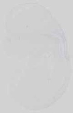 EMAGE:15058