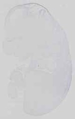 EMAGE:15058