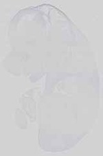 EMAGE:15058