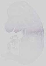 EMAGE:15058