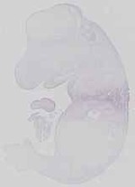 EMAGE:15058