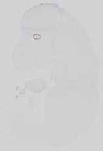 EMAGE:15058