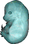 EMAGE:15059