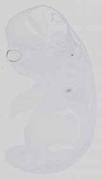 EMAGE:15059