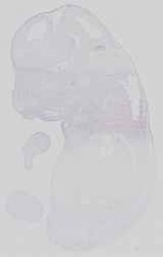 EMAGE:15059