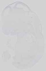EMAGE:15059