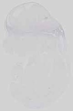 EMAGE:15059