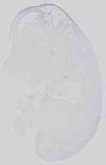 EMAGE:15059