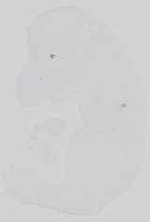 EMAGE:15059