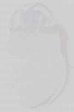 EMAGE:15065
