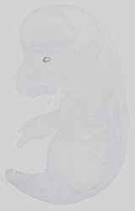 EMAGE:15073