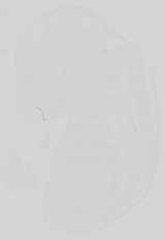 EMAGE:15077