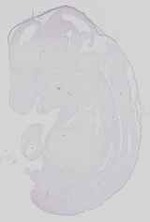 EMAGE:15077