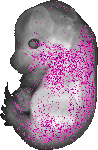 mouse atlas EMAGE spatial in situ gene expression database None