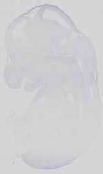 EMAGE:15095